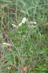 Bladder campion